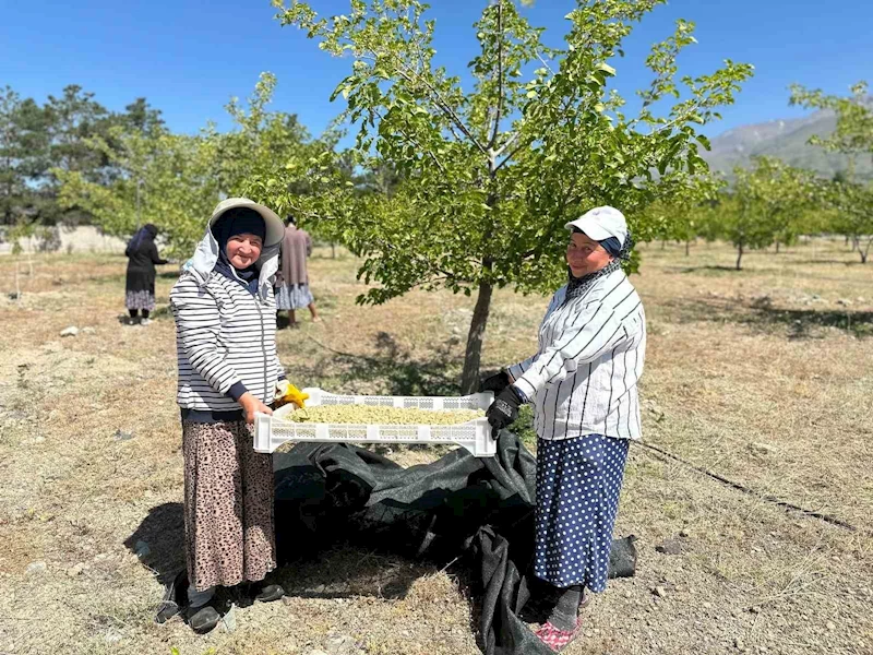 Erzincan’da dut hasadına başlandı
