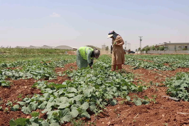 Şanlıurfa’da ata tohumu hasadı gerçekleştirildi

