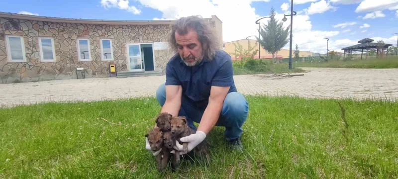 Van YYÜ Yaban Hayvanları Merkezi, yaban hayvanlarına kreş hizmeti sunuyor
