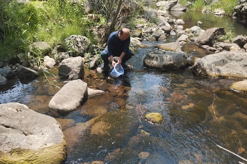 Bolu’da 12 bin kırmızı benekli alabalık yavrusu orman içi derelere bırakıldı
