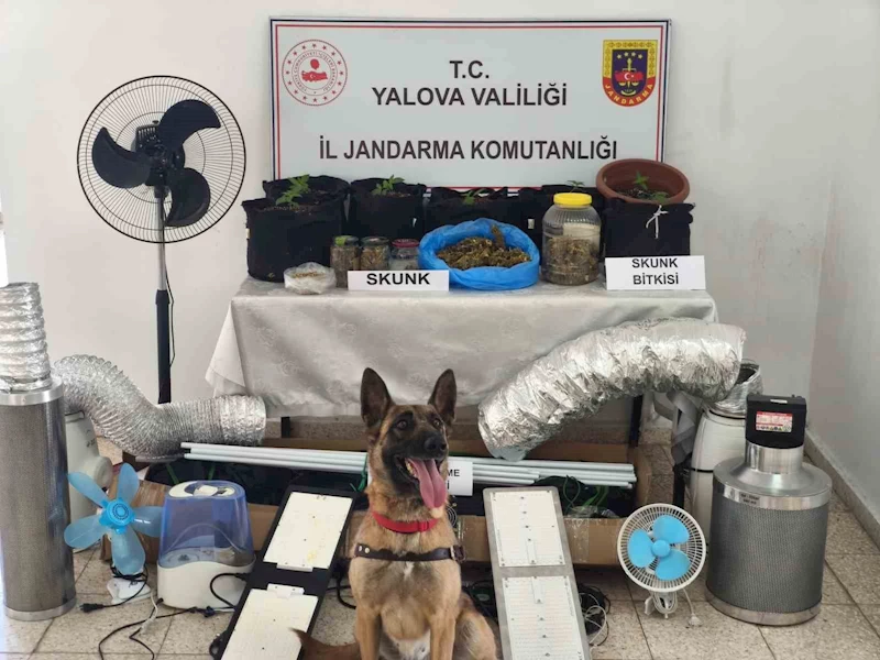 Yalova’da evini uyuşturucu serasına çeviren zanlı yakalandı
