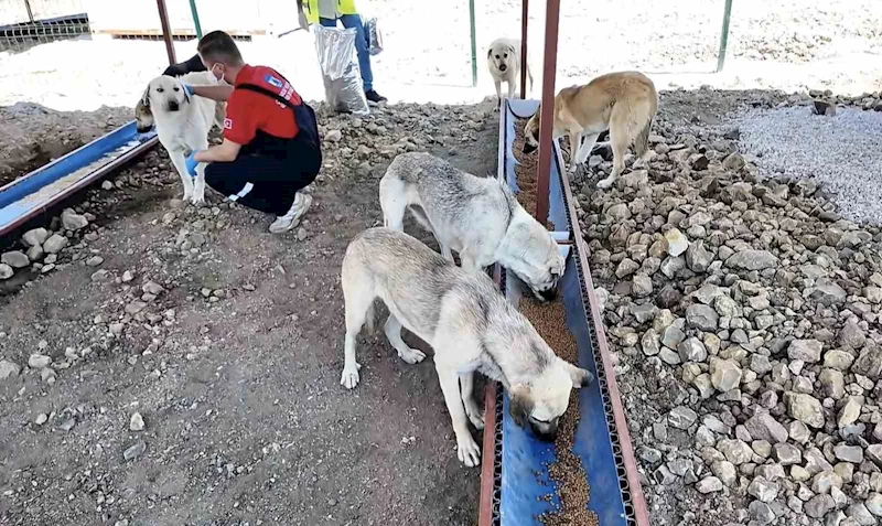 Çanakkale’de sahipsiz hayvanlar için bakımevi ve doğal yaşam alanı açıldı
