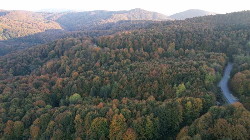 Zonguldak Valiliği 30 Eylül’e kadar ormanlara girişleri yasakladı
