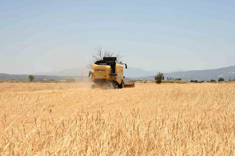 Denizli’nin hububat deposu Acıpayam’da arpa hasadı başladı
