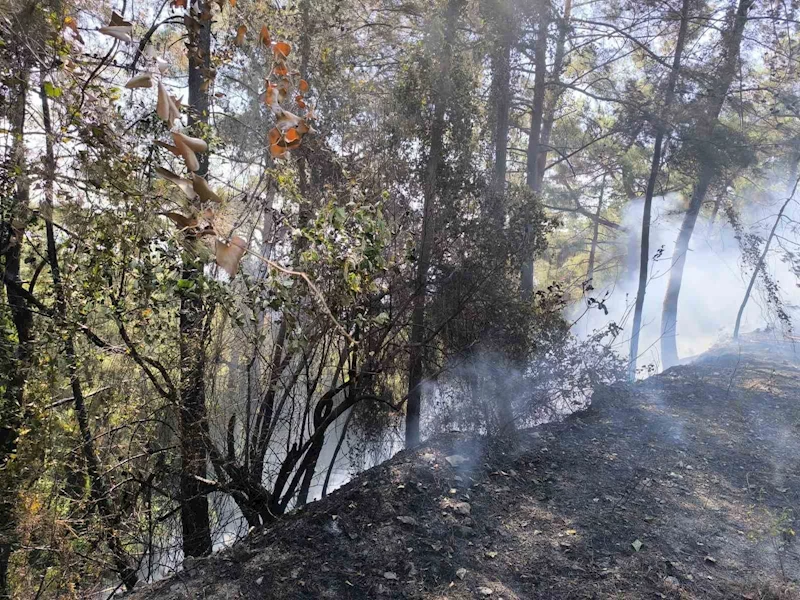 Hatay’da orman yangını

