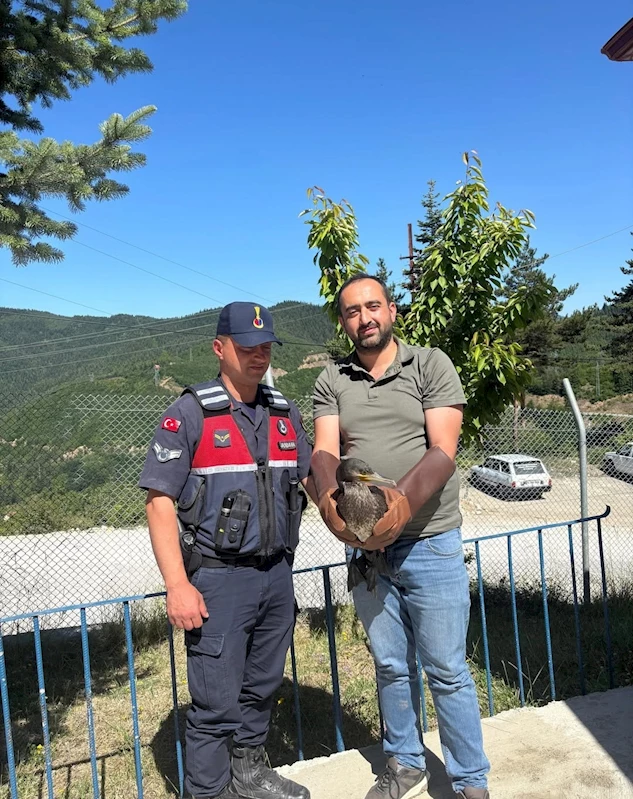 Kastamonu’da yaralı halde bulunan karabatak ve karga yeniden doğaya salındı
