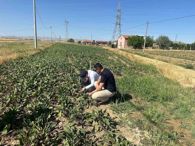 Kornişon salatalık ve kırmızı pancarda hastalık ve zararlıların takibi sürüyor
