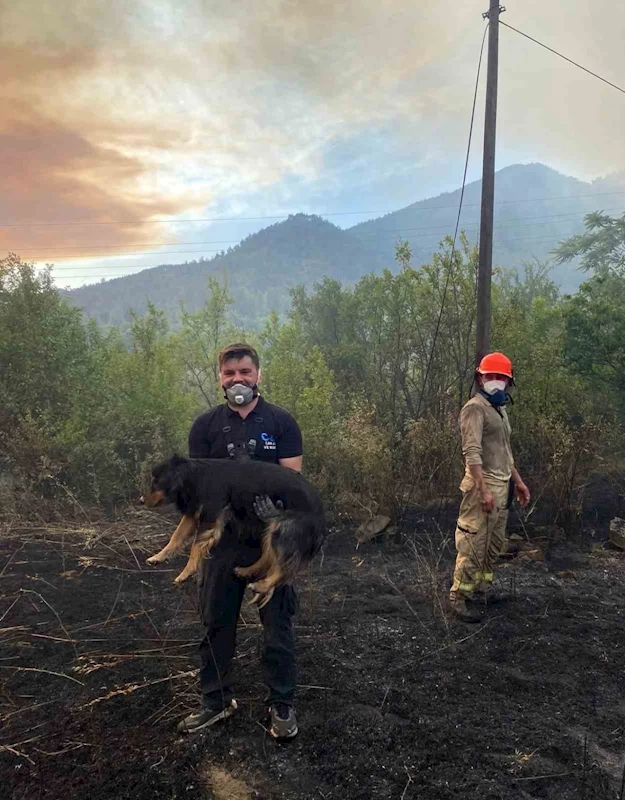 Orman yangınında alevlerin ortasındaki köpeği kurtaran görevli takdir topladı

