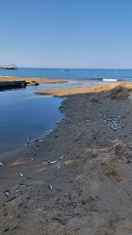 Manavgat’ta balık ölümleri alarm verdi, kimyasal kirlilik inceleniyor
