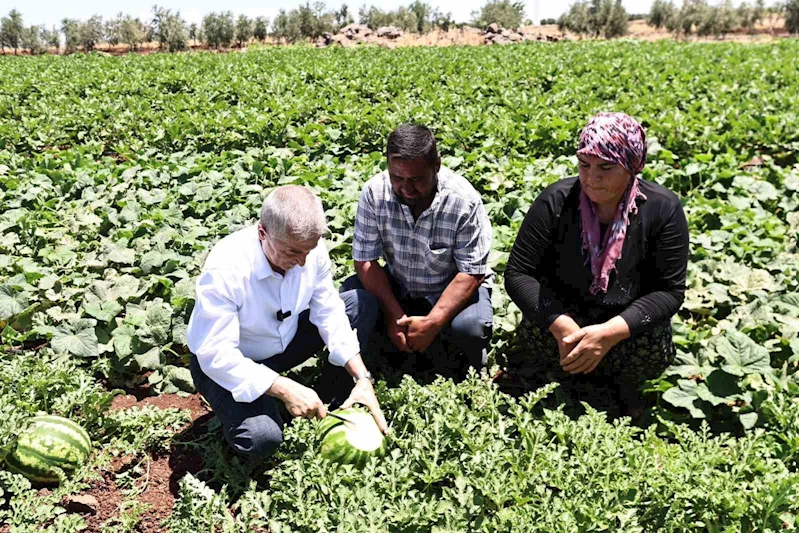 Başkan Tahmazoğlu, tarlada patlıcan ve biber hasadına katıldı
