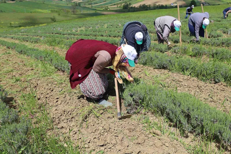 Tıbbi ve aromatik bitkilerin bahar temizliği yapılıyor
