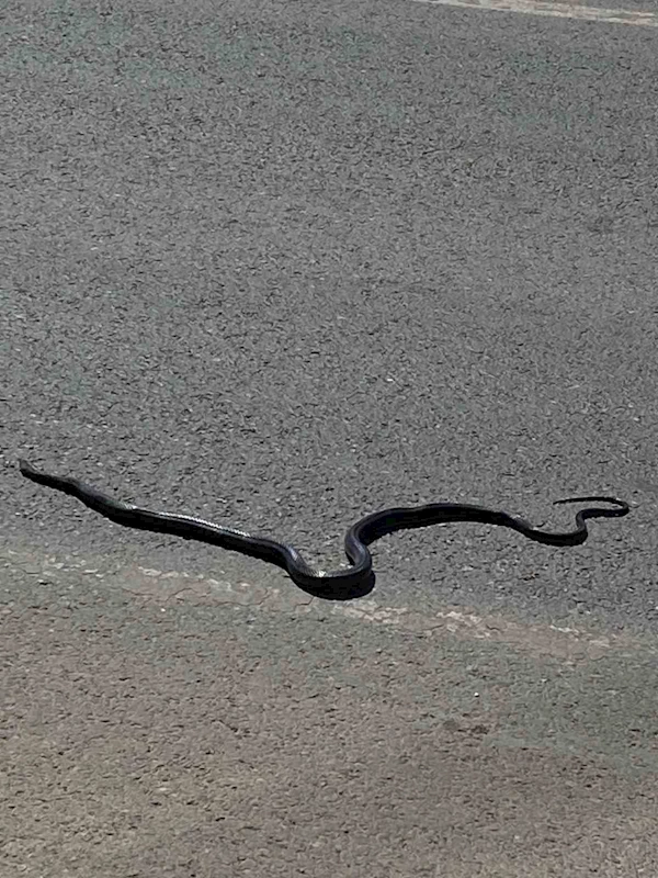 Karayılan yoğun trafiğin arasında telef oldu
