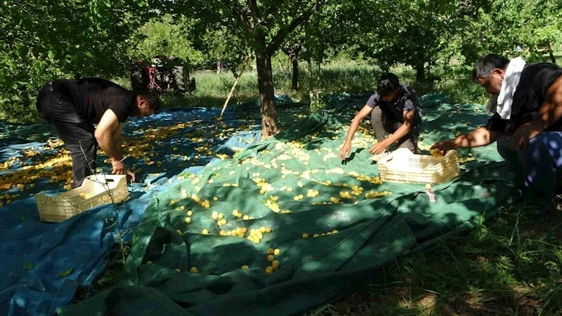 Malatya’da zirai dondan etkilenmeyen bölgelerde kayısı hasadı başladı

