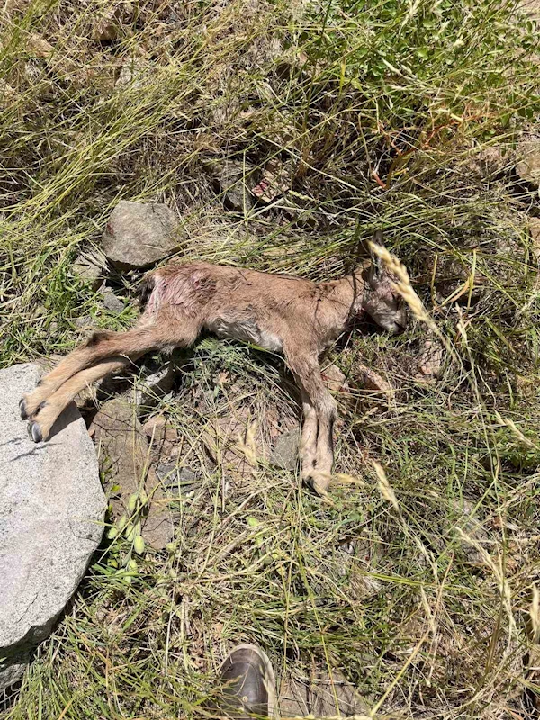Çoruh Vadisi’nde yaban keçileri tehlike altında
