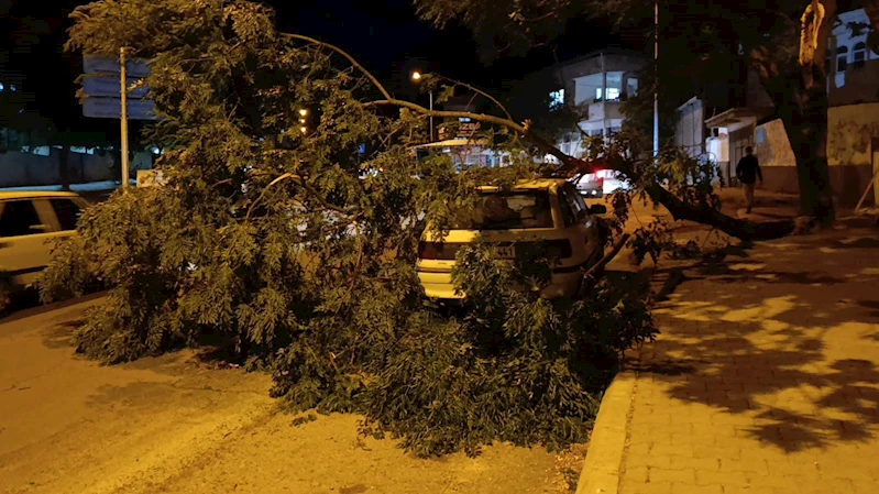 Park halindeki otomobilin üzerine ağaç devrildi
