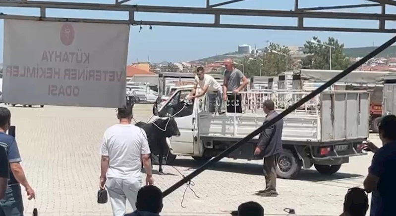 Kaçan kurbanlık ekipleri harekete geçirdi
