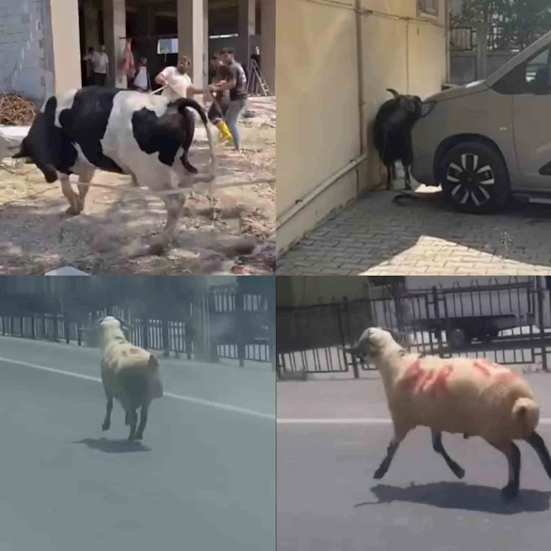 Kurbanlıklar firarda
