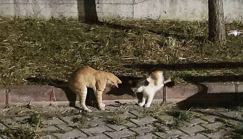 Kedilerin çıyanla tehlikeli oyunu
