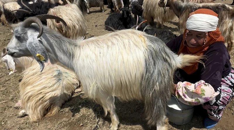 Yüksekova’da koyun sağma alanlarına gölgelikler kuruluyor
