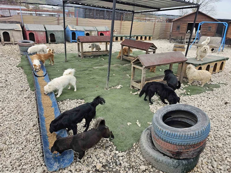 Potadan Patiye Projesi ile Hepsiburada’dan sokak hayvanlarına 4 tonu aşan mama desteği

