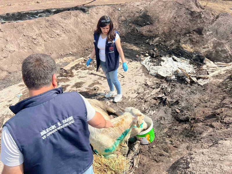 Bilecik’te acı bilanço ortaya çıktı
