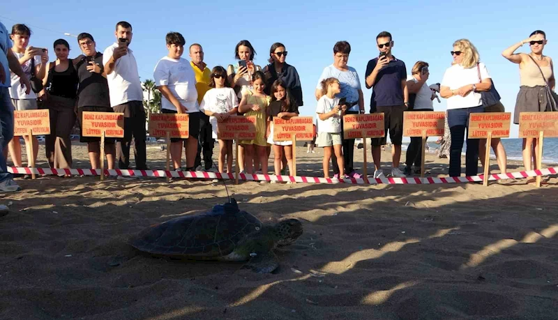 Uydu cihazı takılan kaplumbağa ’Soli’ denize bırakıldı
