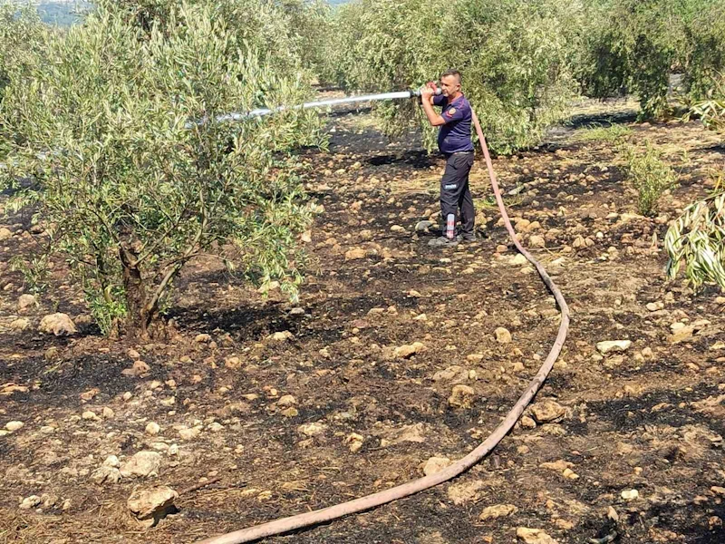 Zeytinlikte çıkan yangın hızlı müdahale ile söndürüldü
