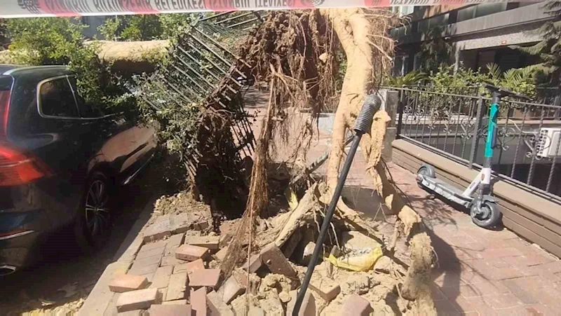 Şişli’de park halindeki araçların üzerine ağaç devrildi
