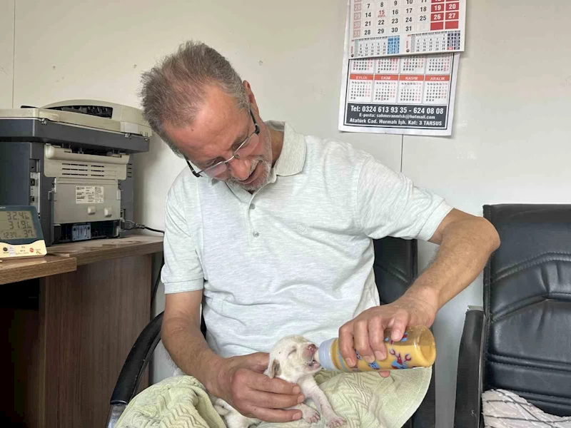 Tescilli ırk olan Çatalburun köpeği bir batında 13 yavru dünyaya getirdi
