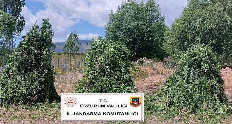 Jandarma’dan kenevir operasyonu
