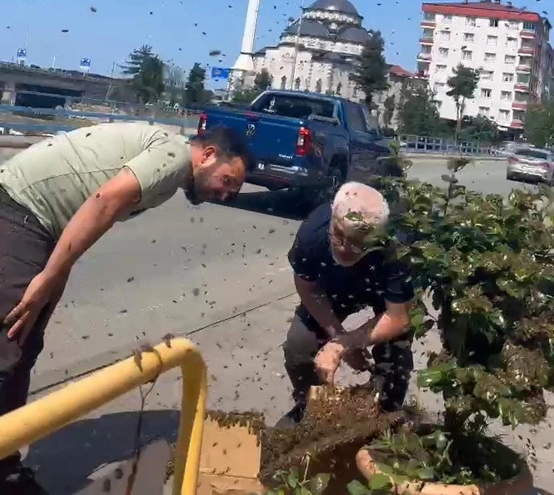Rize’de arıların çiçek seferi
