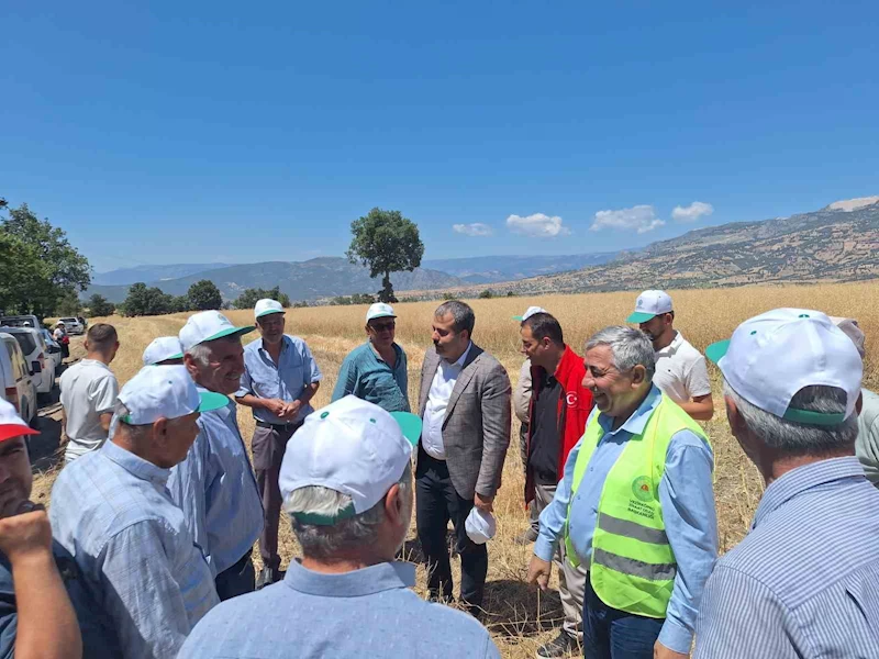 Vezirköprü’de kanola hasadı başladı
