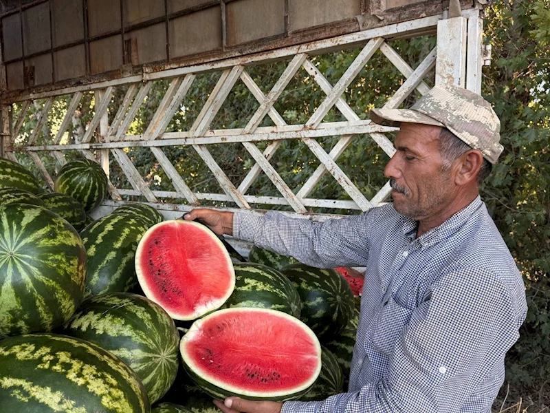 Suruç Ovası’nda yerli karpuzun ilk hasadı buruk başladı
