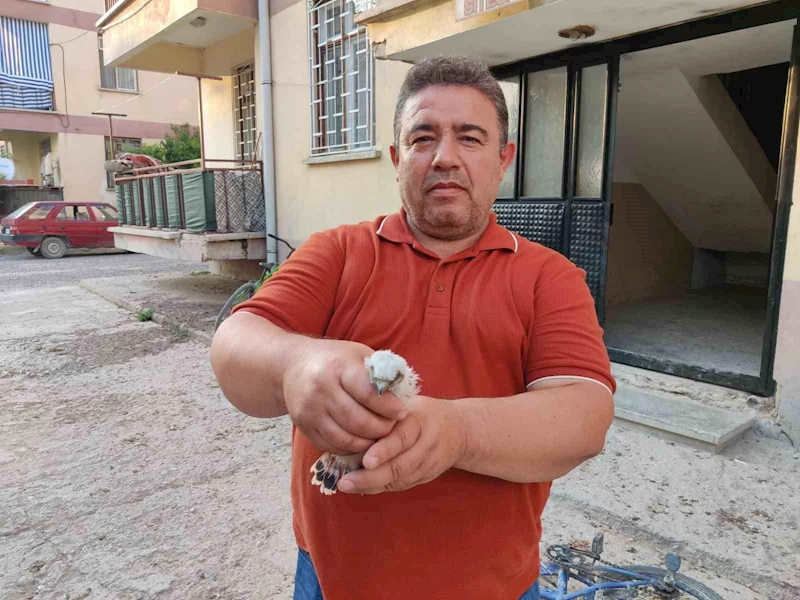 Apartmanda bulunan yavru doğan kuşu koruma altına alındı
