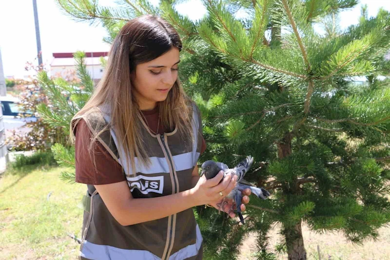 Yaralı güvercine polis şefkati
