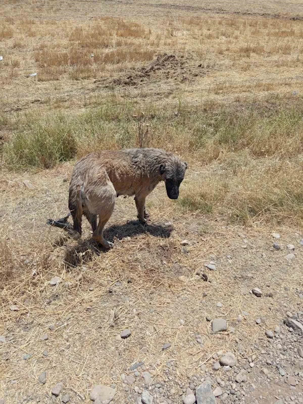 İtfaiye ekipleri kanala düşen köpeği kurtardı

