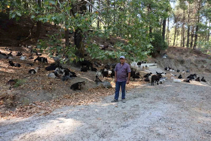 Koyun, keçi ve çobanların kıymeti bilinmedi, ülkenin en büyük sorunu yangınlar oldu
