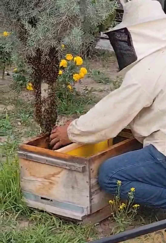 Iğdır’da kraliçe arının peşinden gelen binlerce arı şehir merkezini istila etti
