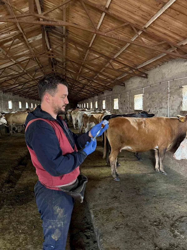 Kars’ta 150 bin doz şap aşısı yapıldı
