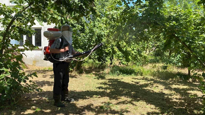 Kokarca ile mücadele sürüyor: Üretici kükürt ve samuray arısına güveniyor
