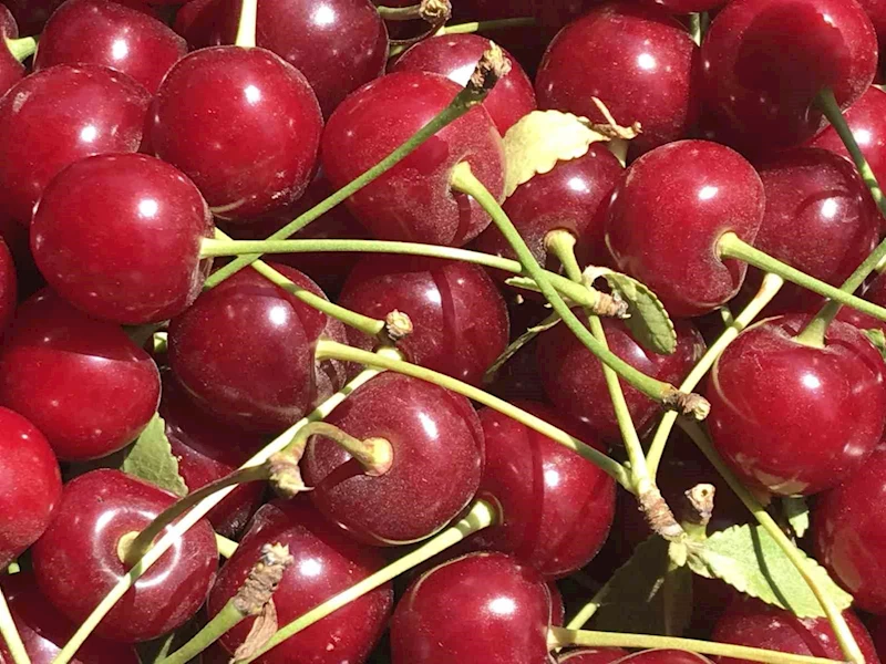 Meyve suyu ve reçel fabrikaları vişnede beklenen kaliteli ürün gelmeyince fiyatı düşürdü
