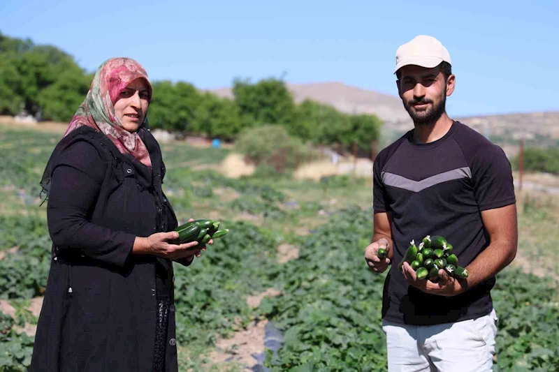 14 yıldır tarladan sofraya: Hal fiyatına organik salatalık
