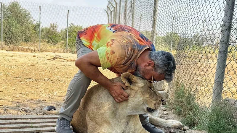 Vahşi hayvanlara olan sevgisini 12 yıldır aslanları besleyerek sürdürüyor
