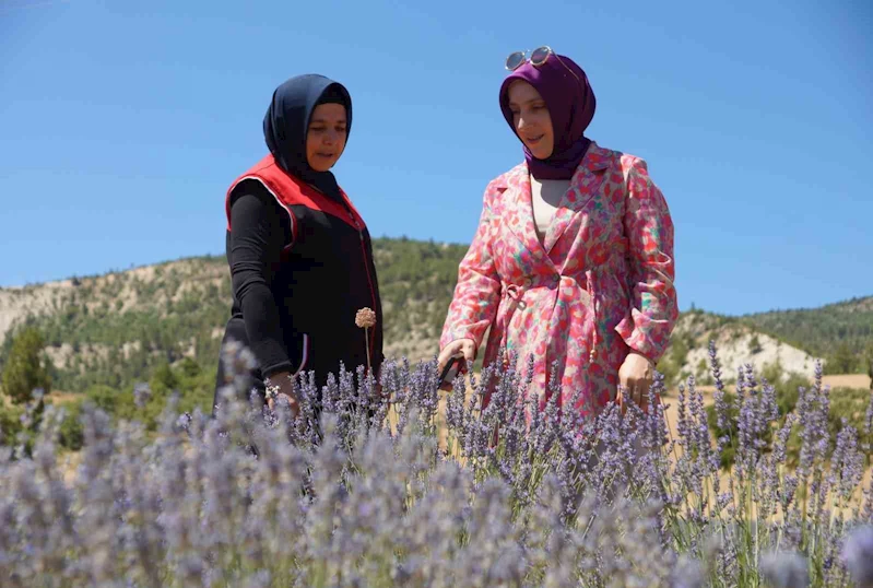 Emekli olup döndüğü köyünde lavantadan sonra salep yetiştirmeyi hedeliyor
