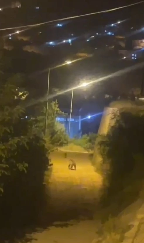 Gümüşhane’de ayı şehir merkezinde görüntülendi
