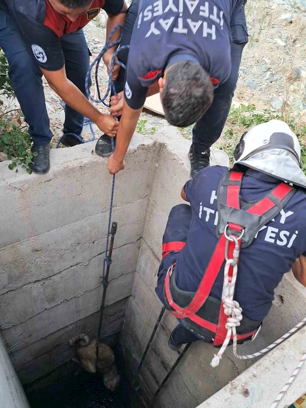 Antakya’da 10 metrelik kuyuya düşen köpeği itfaiye kurtardı
