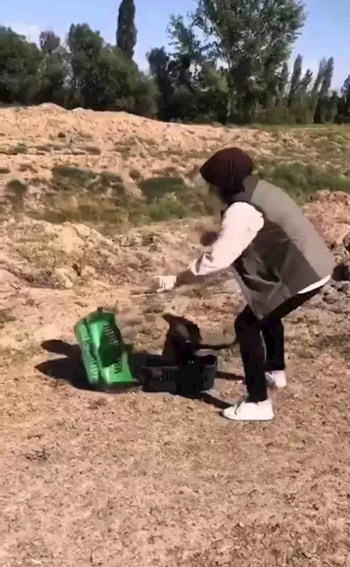 Kızıl şahin tekrar doğaya kavuştu
