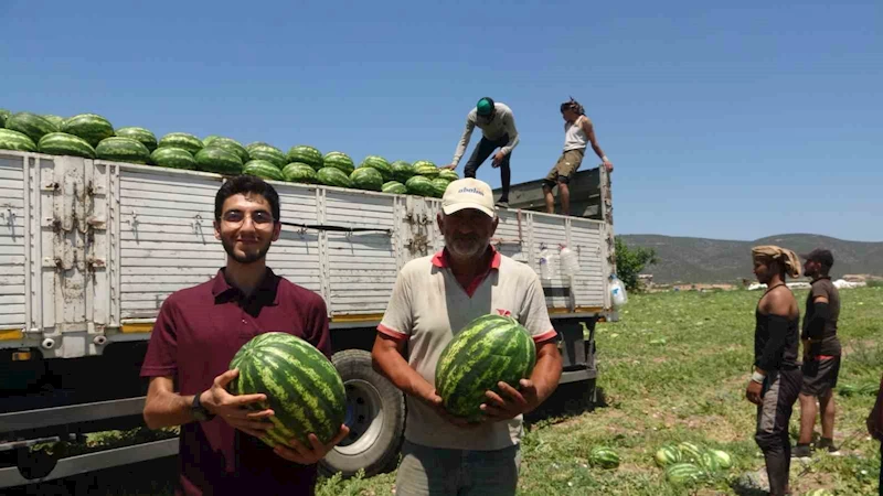 Tescilli Osmaneli karpuzunda hasat zamanı
