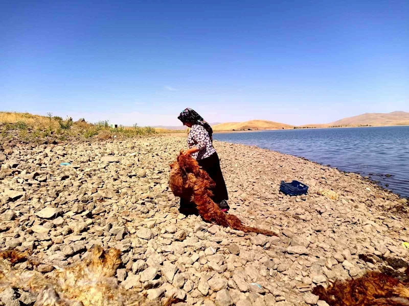 Ağrı’da asırlardır süregelen gelenek: Patnoslu kadınlar, çeyizlik yünleri yıkama mesaisine başladı
