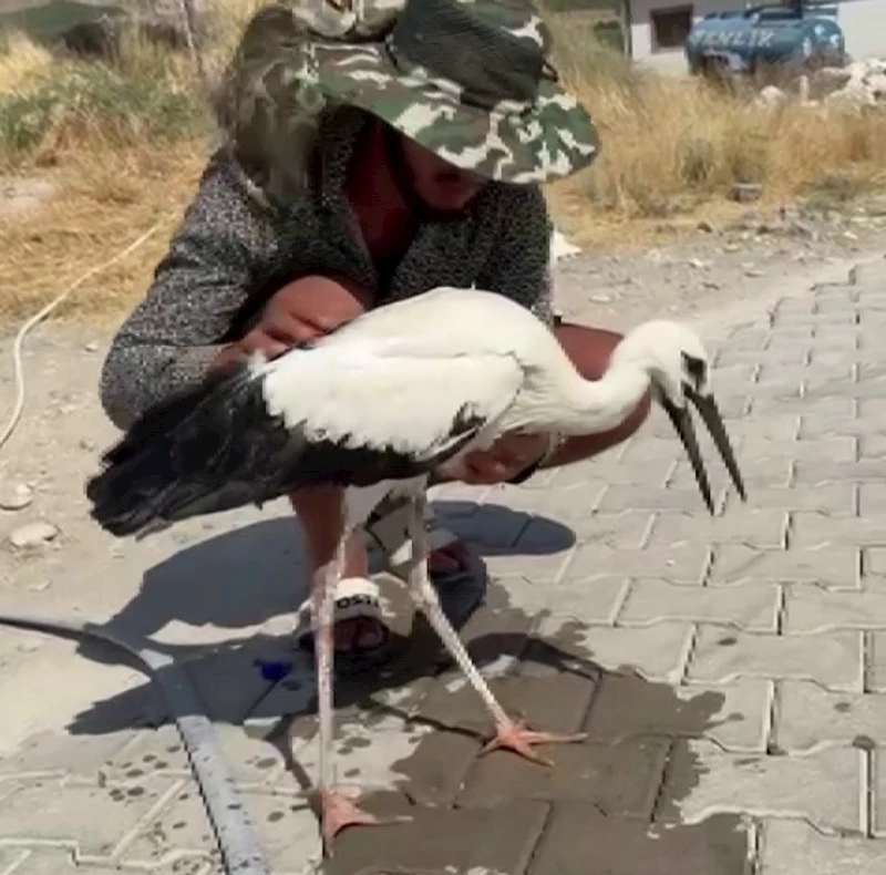 Adıyaman’da sıcaktan bayılan leyleği köylüler kurtardı
